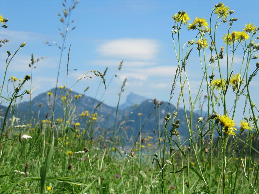 Bauernhof Unterhoefner Hof bei Salzburg Εξωτερικό φωτογραφία